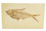 Detailed Fossil Fish (Diplomystus) - Wyoming #318676-1